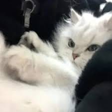 Christopher Cruz avatar